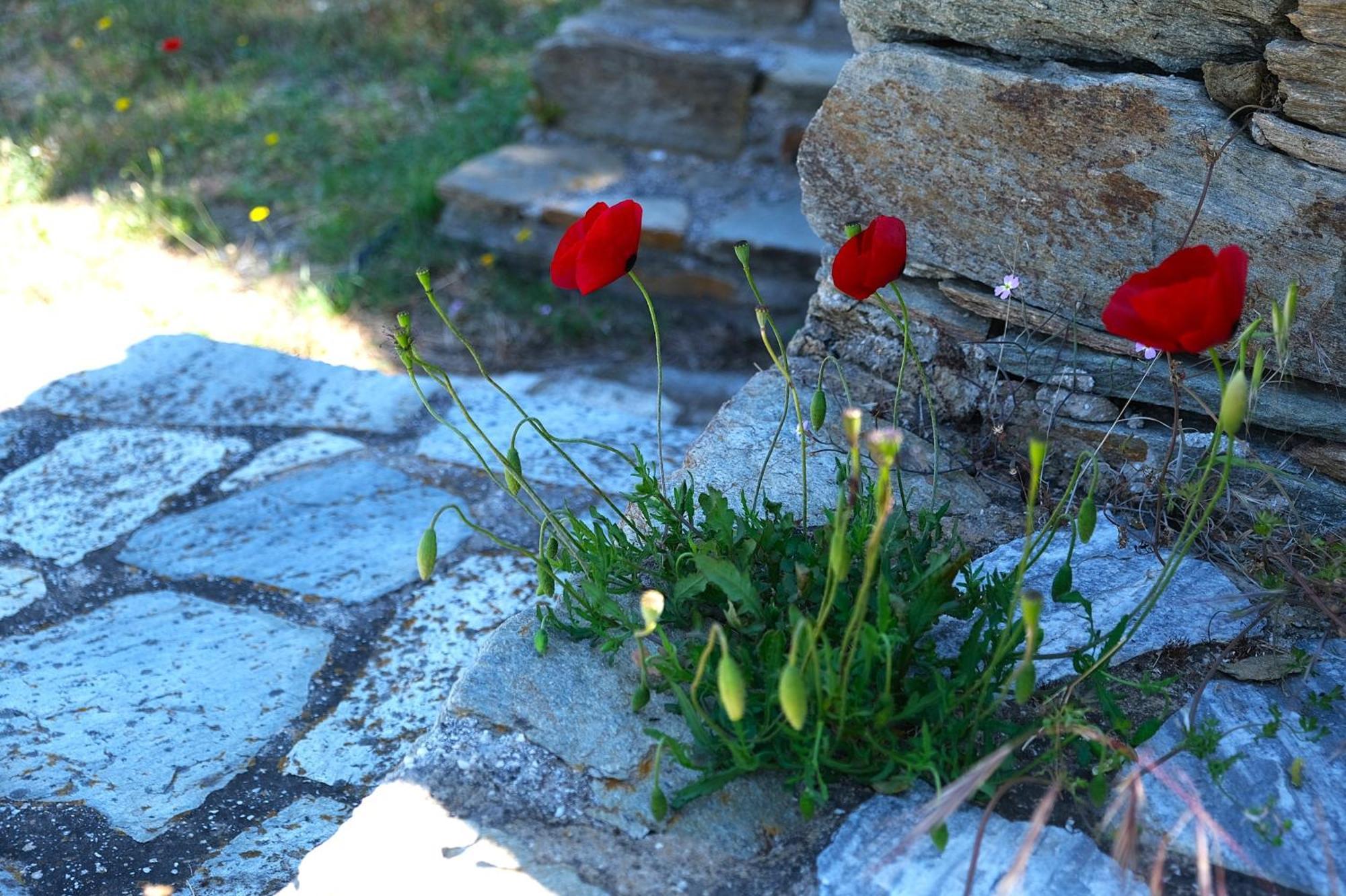Vereniki Andros Tatil Evi *